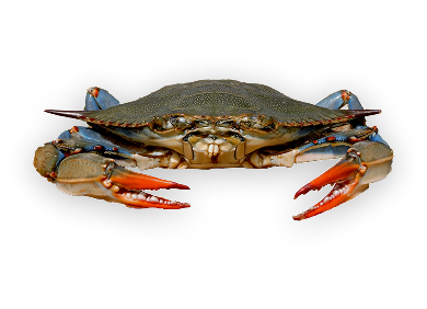 Atlantic Blue Crab